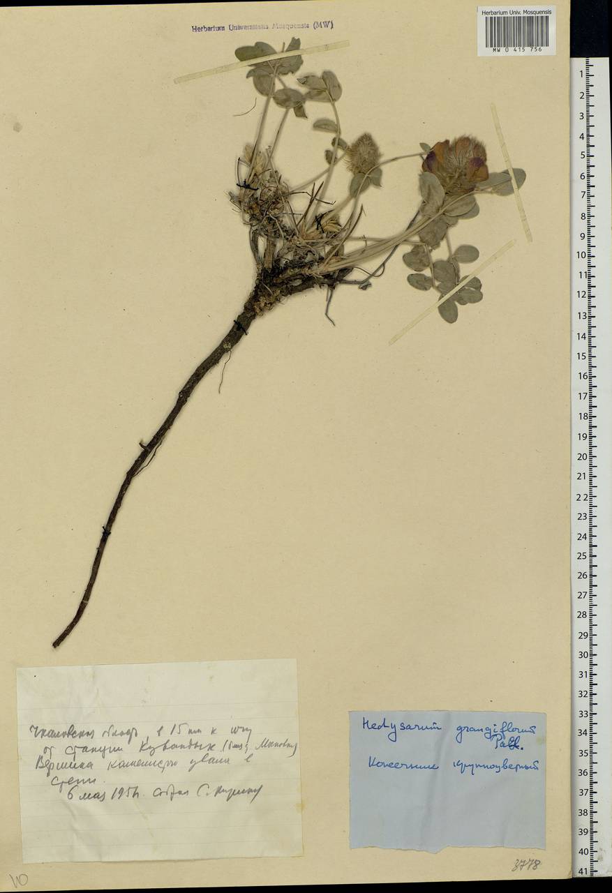 Hedysarum argyrophyllum Ledeb., Eastern Europe, Eastern region (E10) (Russia)