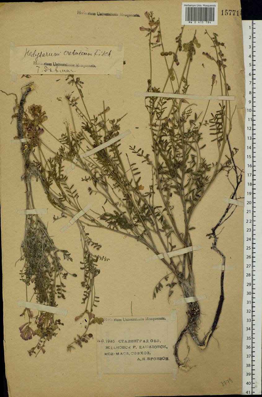 Hedysarum cretaceum DC., Eastern Europe, Lower Volga region (E9) (Russia)