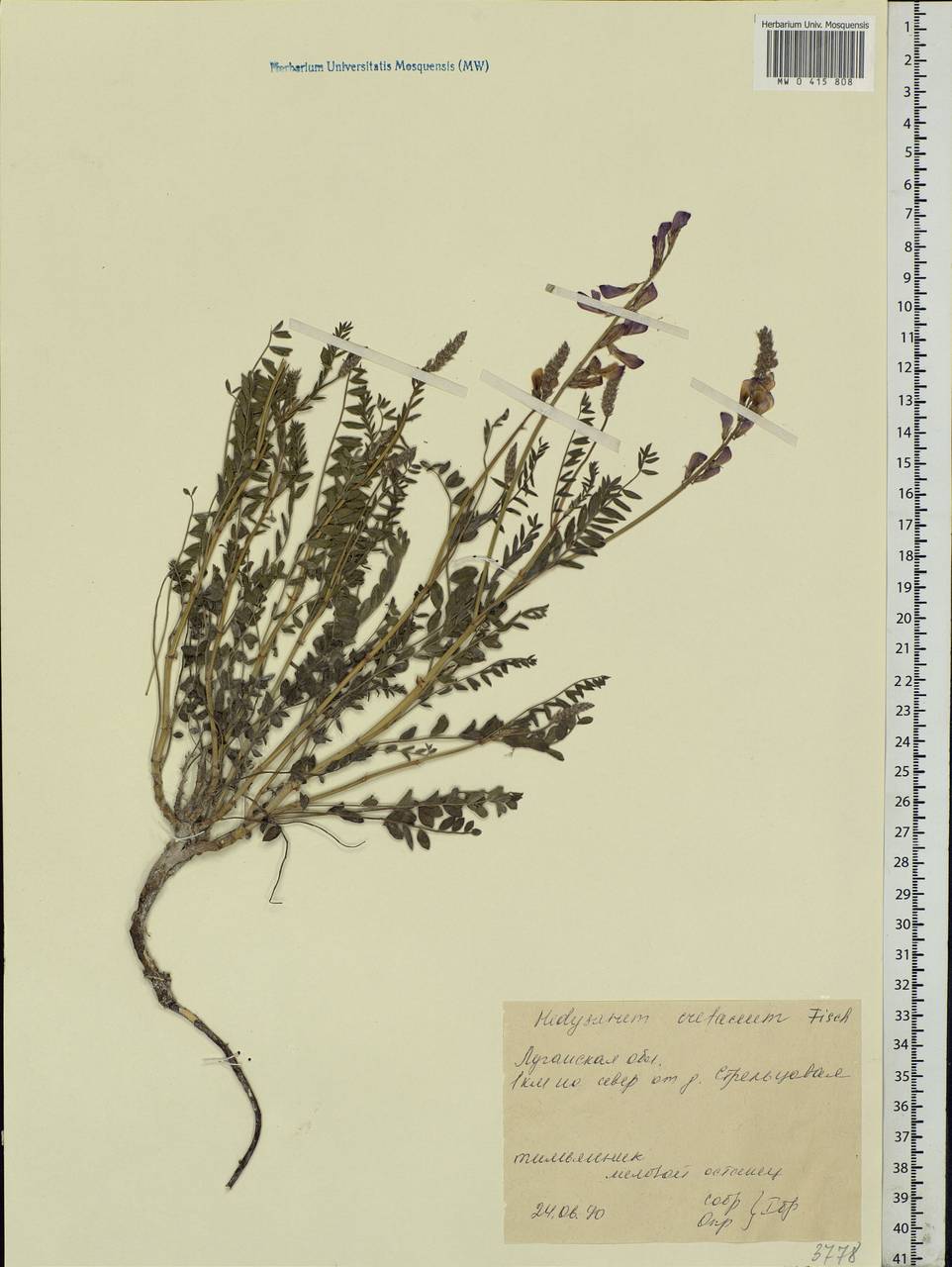 Hedysarum cretaceum Fisch. ex DC., Eastern Europe, North Ukrainian region (E11) (Ukraine)