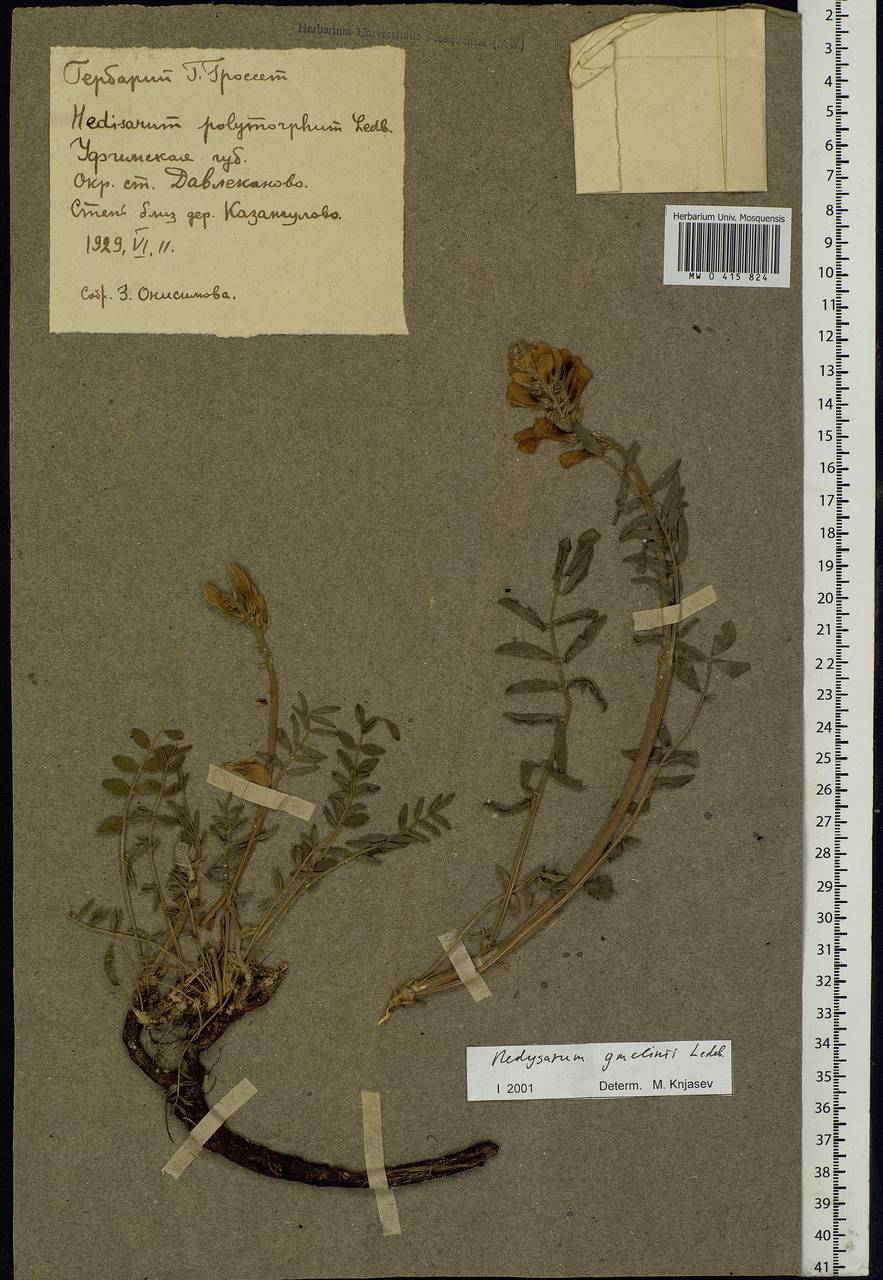 Hedysarum gmelinii Ledeb., Eastern Europe, Eastern region (E10) (Russia)