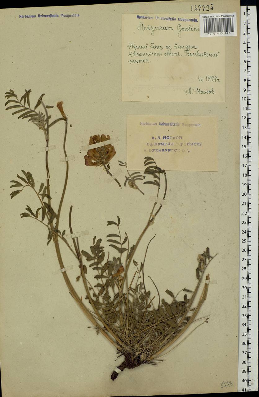 Hedysarum gmelinii Ledeb., Eastern Europe, Eastern region (E10) (Russia)