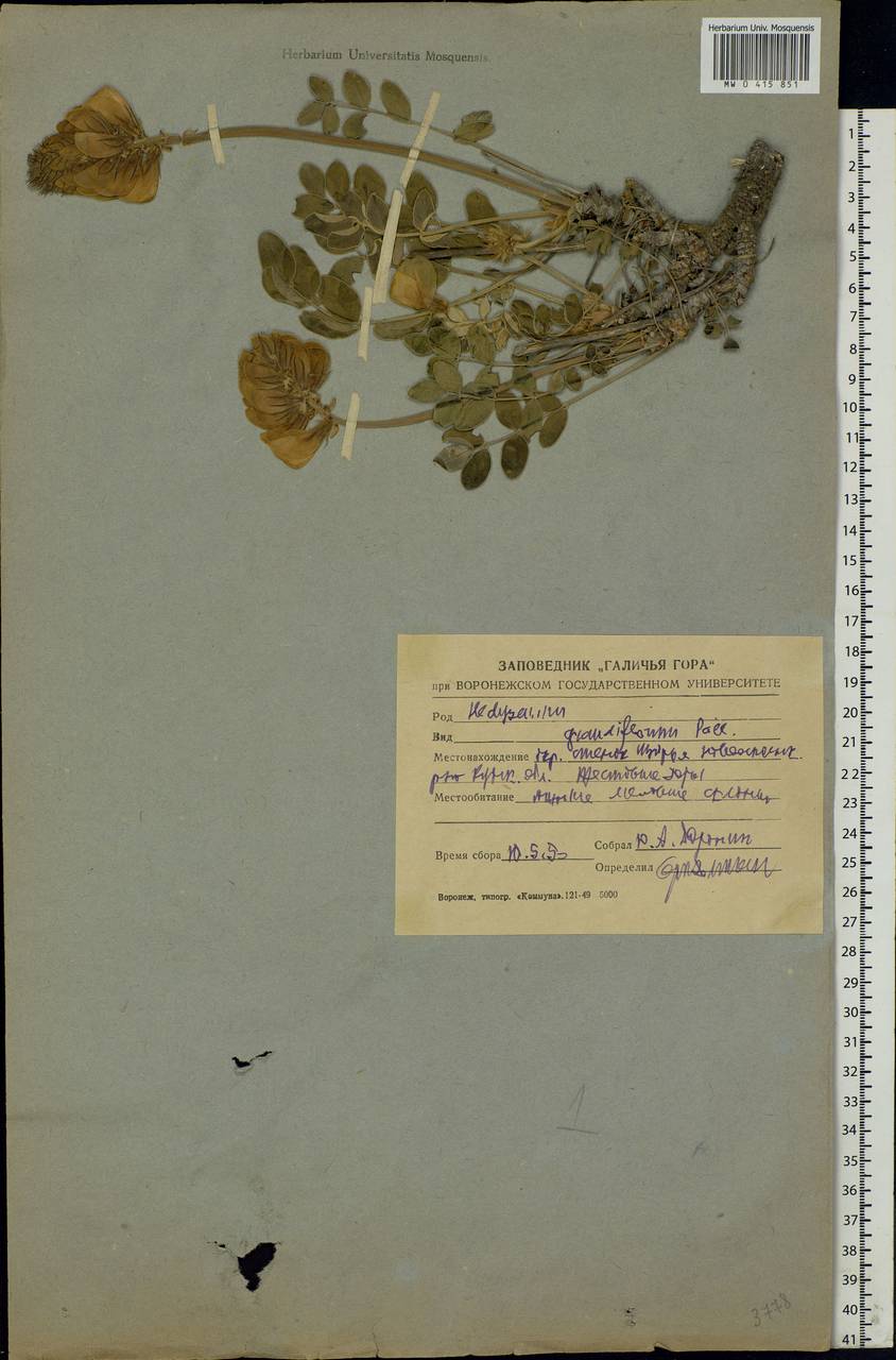 Hedysarum grandiflorum Pall., Eastern Europe, Central forest-and-steppe region (E6) (Russia)