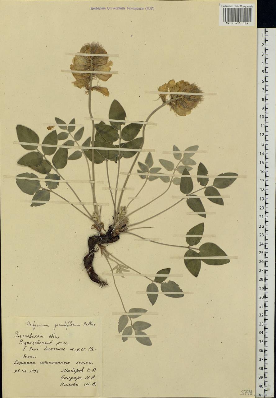 Hedysarum grandiflorum Pall., Eastern Europe, Middle Volga region (E8) (Russia)