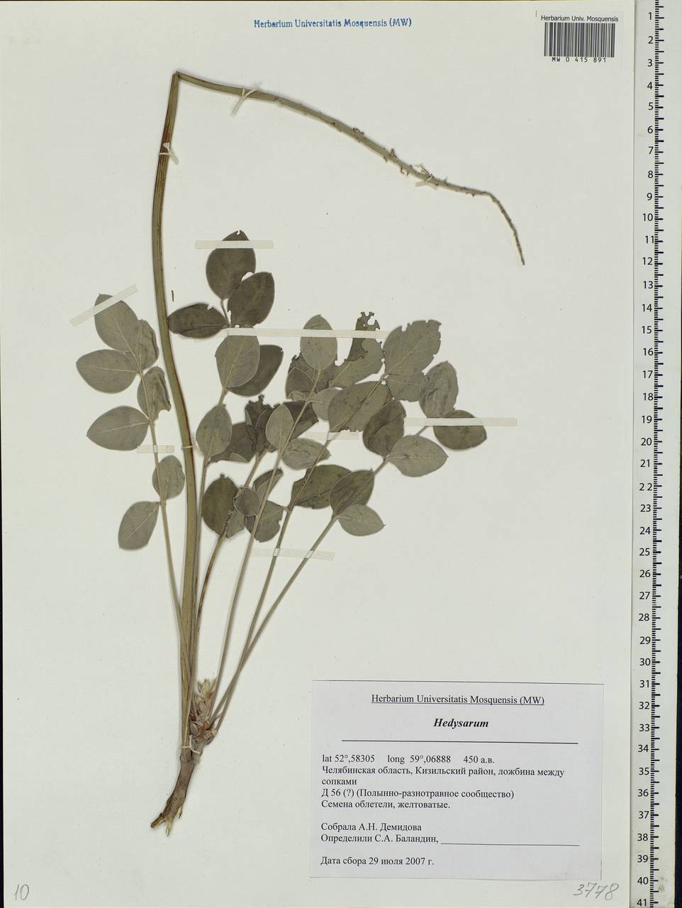 Hedysarum grandiflorum Pall., Eastern Europe, Eastern region (E10) (Russia)