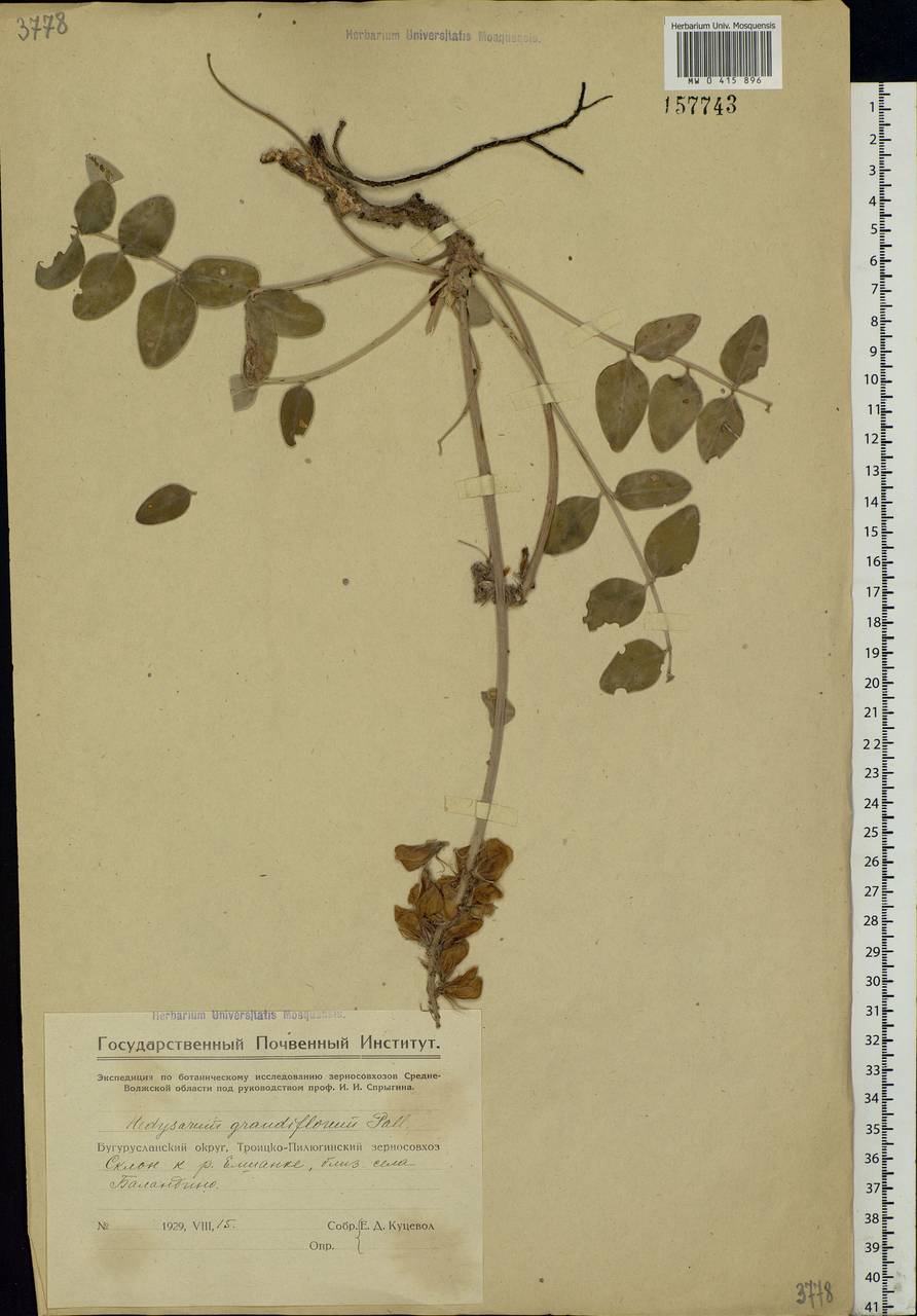 Hedysarum grandiflorum Pall., Eastern Europe, Eastern region (E10) (Russia)