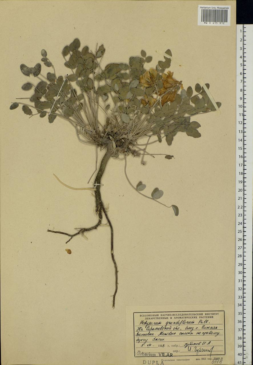 Hedysarum grandiflorum Pall., Eastern Europe, Lower Volga region (E9) (Russia)