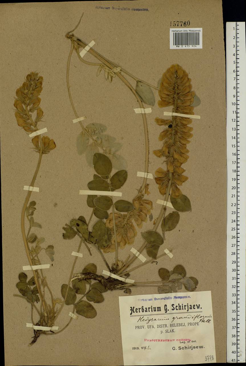 Hedysarum grandiflorum Pall., Eastern Europe, Eastern region (E10) (Russia)