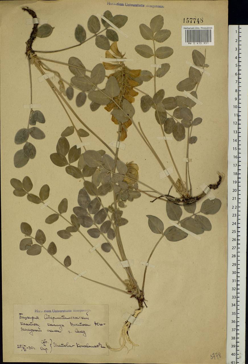 Hedysarum grandiflorum Pall., Eastern Europe, Eastern region (E10) (Russia)