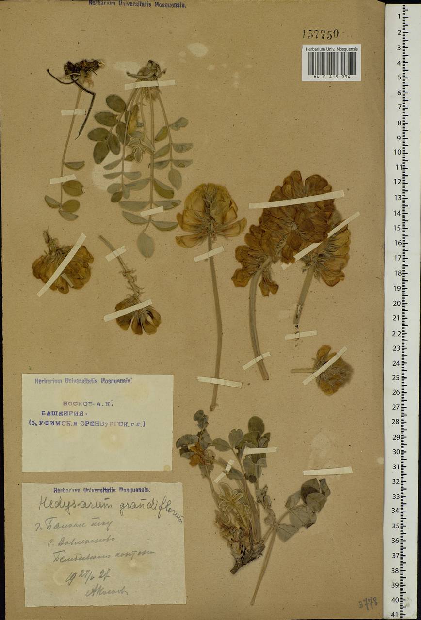 Hedysarum grandiflorum Pall., Eastern Europe, Eastern region (E10) (Russia)