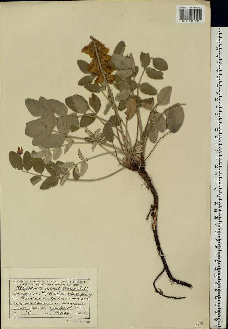 Hedysarum grandiflorum Pall., Eastern Europe, Eastern region (E10) (Russia)