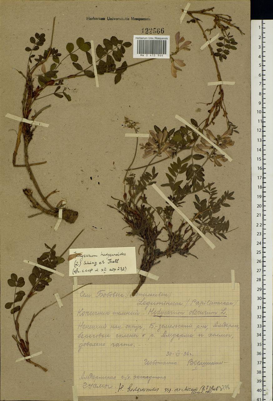 Hedysarum hedysaroides (L.)Schinz & Thell., Eastern Europe, Northern region (E1) (Russia)