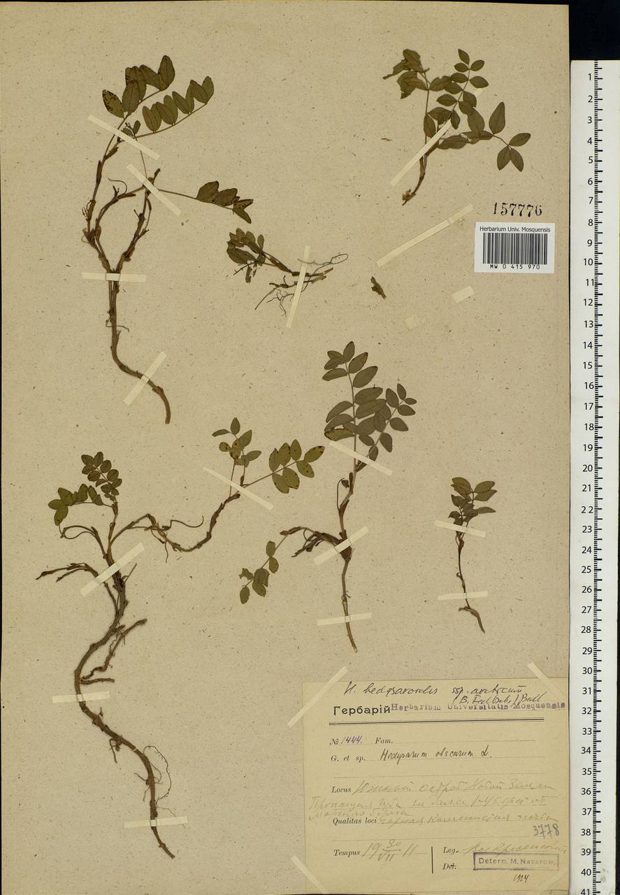 Hedysarum hedysaroides (L.)Schinz & Thell., Eastern Europe, Northern region (E1) (Russia)