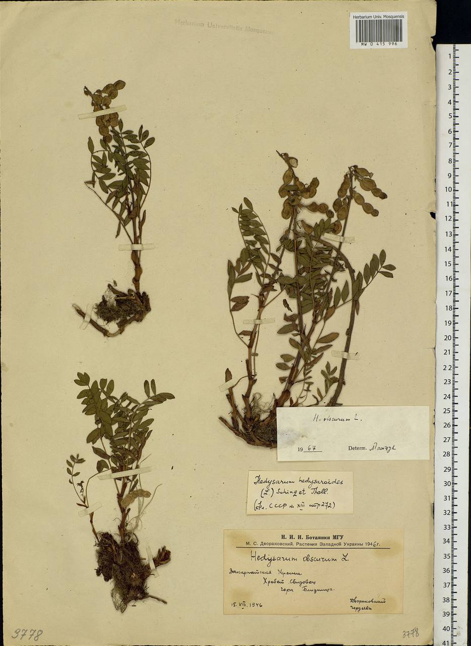 Hedysarum hedysaroides (L.)Schinz & Thell., Eastern Europe, West Ukrainian region (E13) (Ukraine)