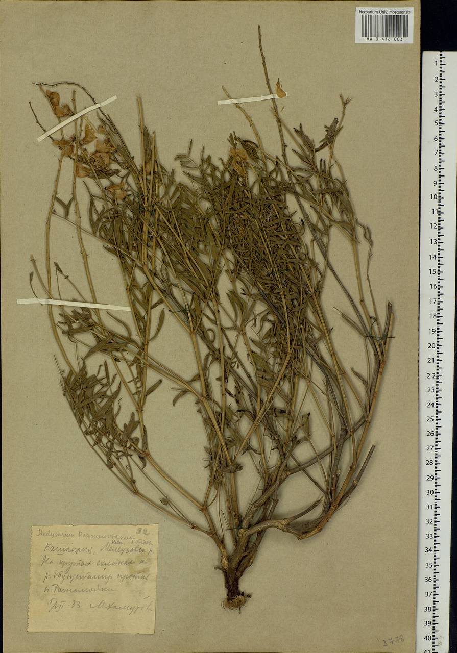 Hedysarum razoumowianum DC., Eastern Europe, Eastern region (E10) (Russia)