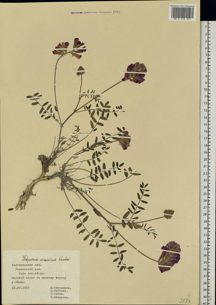 Hedysarum ucrainicum Kaschm., Eastern Europe, Central forest-and-steppe region (E6) (Russia)
