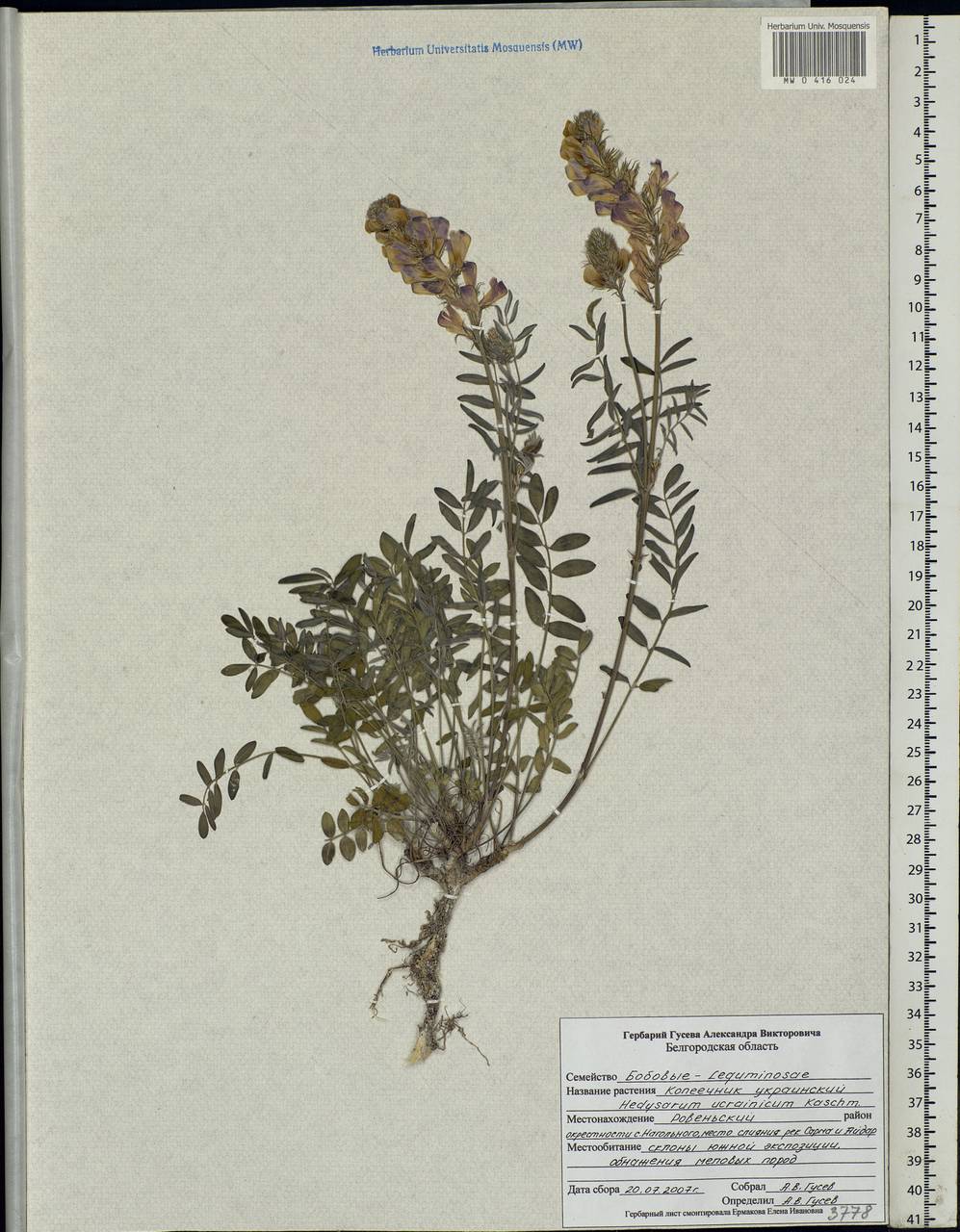 Hedysarum ucrainicum Kaschm., Eastern Europe, Central forest-and-steppe region (E6) (Russia)