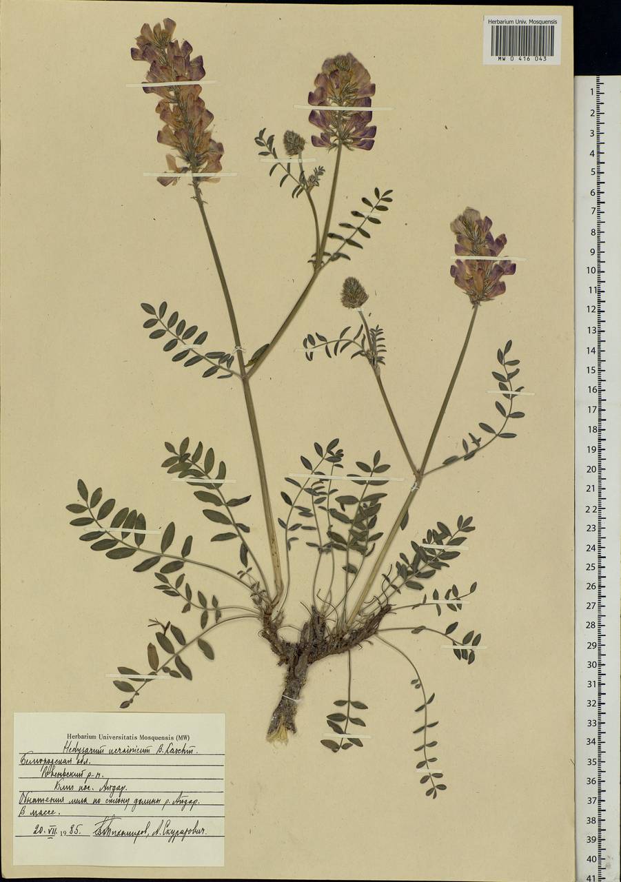 Hedysarum ucrainicum Kaschm., Eastern Europe, Central forest-and-steppe region (E6) (Russia)