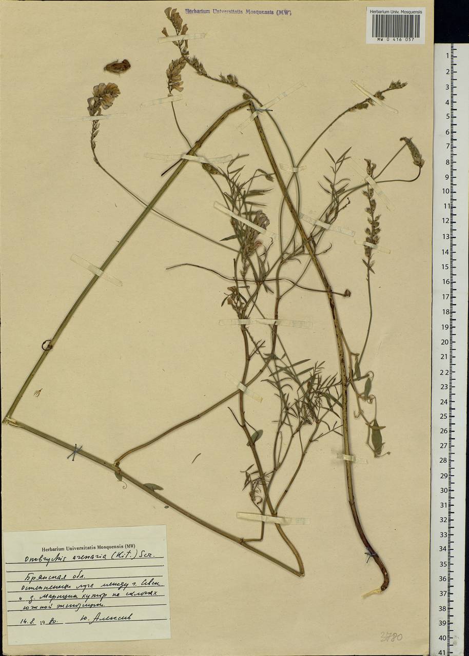 Onobrychis arenaria (Kit.)DC., Eastern Europe, Western region (E3) (Russia)