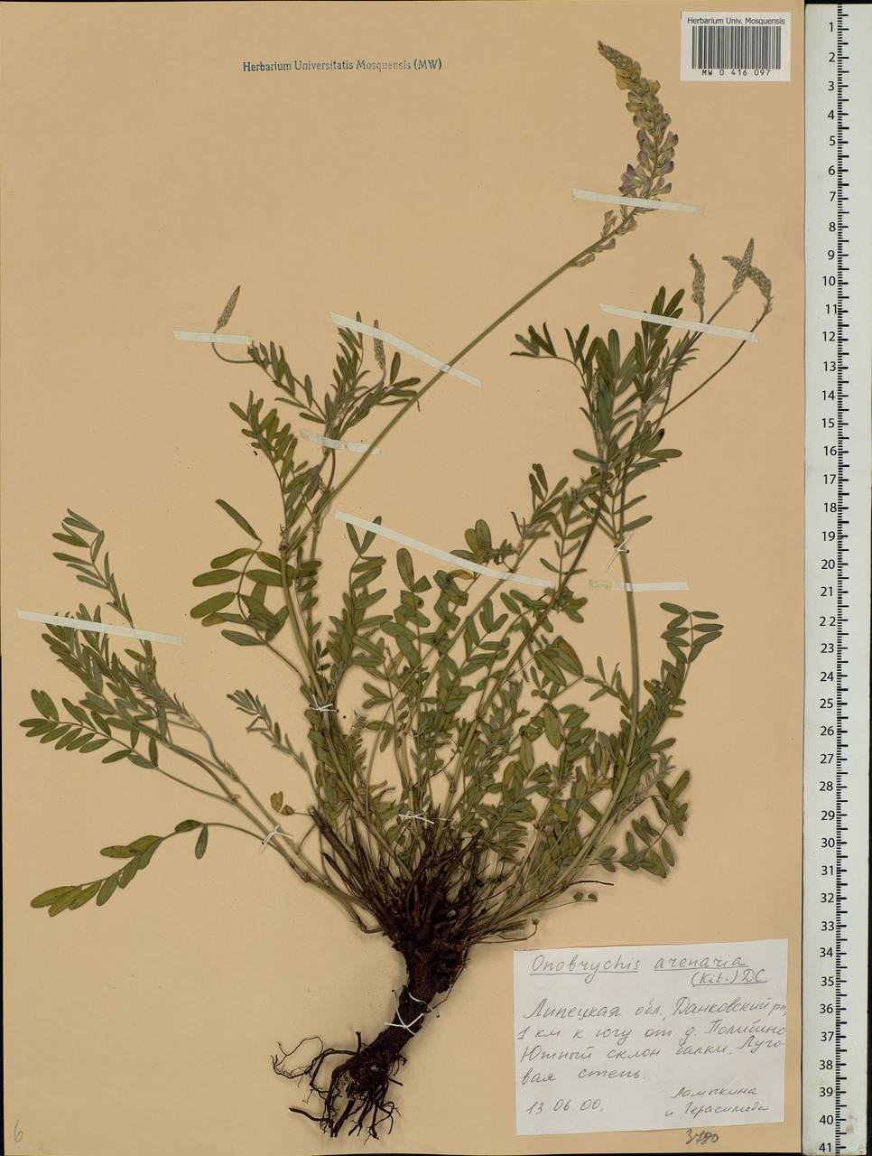 Onobrychis arenaria (Kit.)DC., Eastern Europe, Central forest-and-steppe region (E6) (Russia)