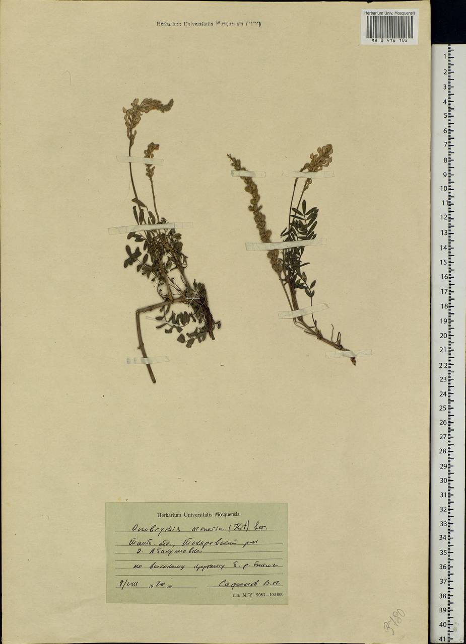 Onobrychis arenaria (Kit.)DC., Eastern Europe, Central forest-and-steppe region (E6) (Russia)