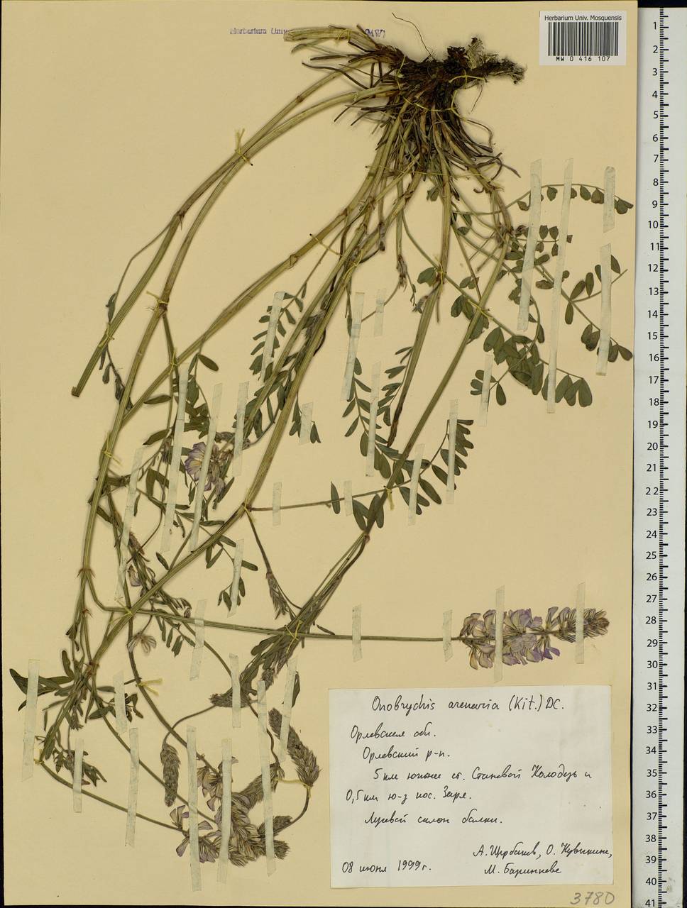 Onobrychis arenaria (Kit.)DC., Eastern Europe, Central forest-and-steppe region (E6) (Russia)