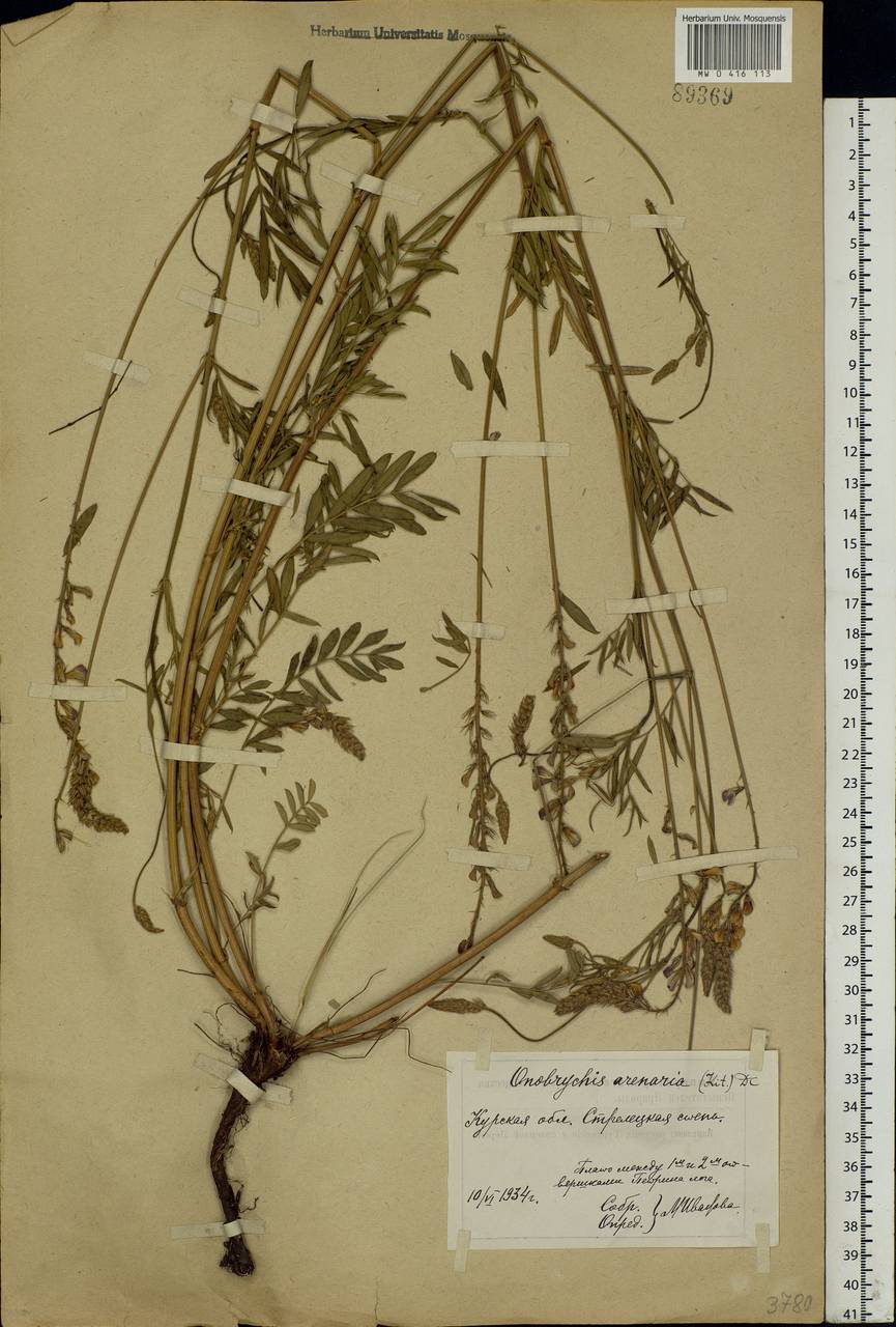 Onobrychis arenaria (Kit.)DC., Eastern Europe, Central forest-and-steppe region (E6) (Russia)