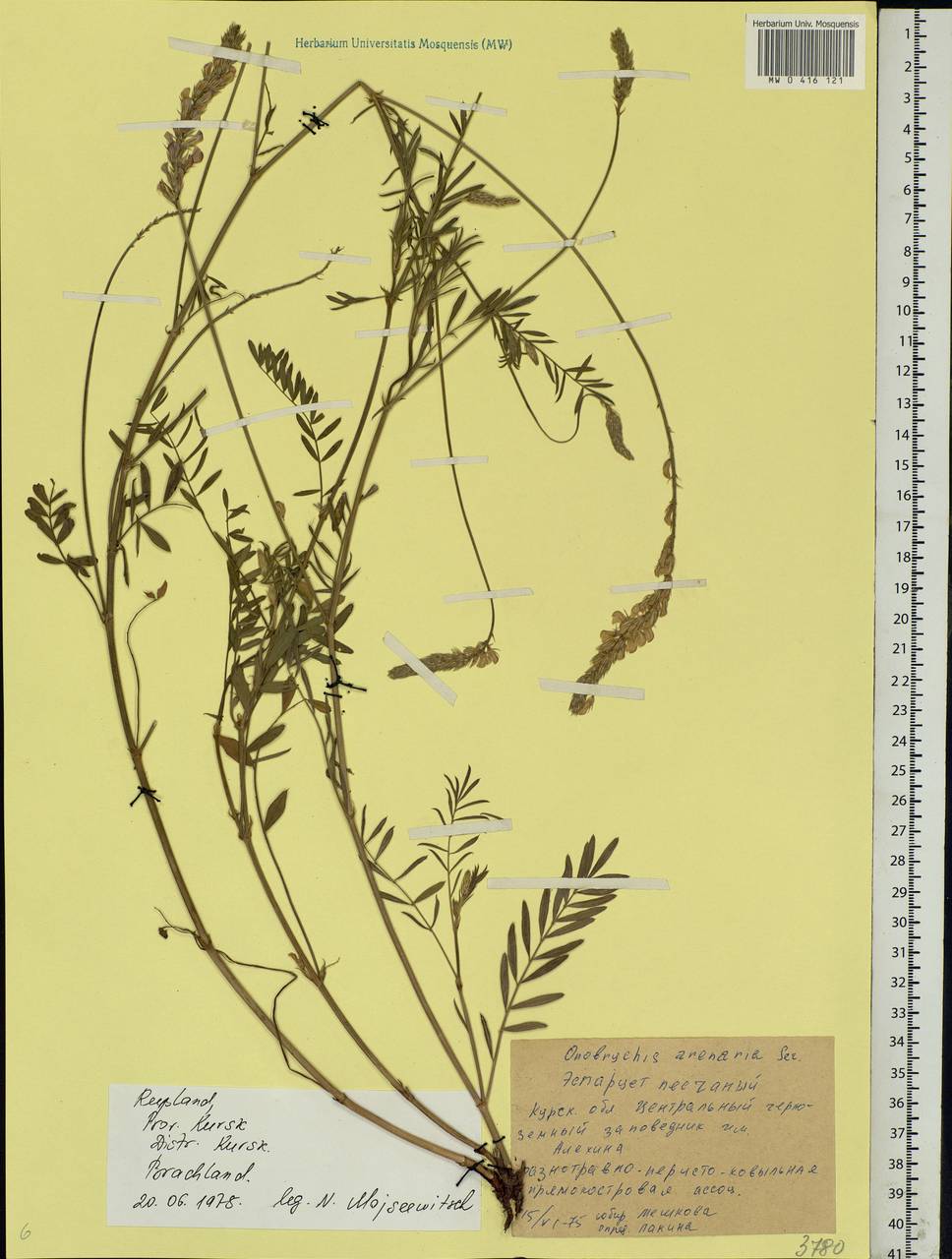 Onobrychis arenaria (Kit.)DC., Eastern Europe, Central forest-and-steppe region (E6) (Russia)