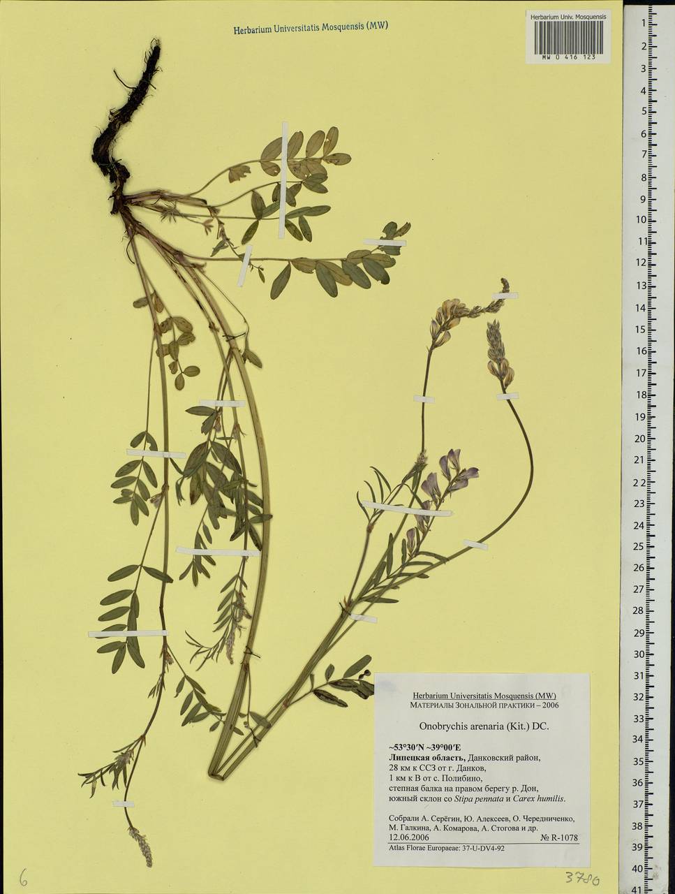 Onobrychis arenaria (Kit.)DC., Eastern Europe, Central forest-and-steppe region (E6) (Russia)