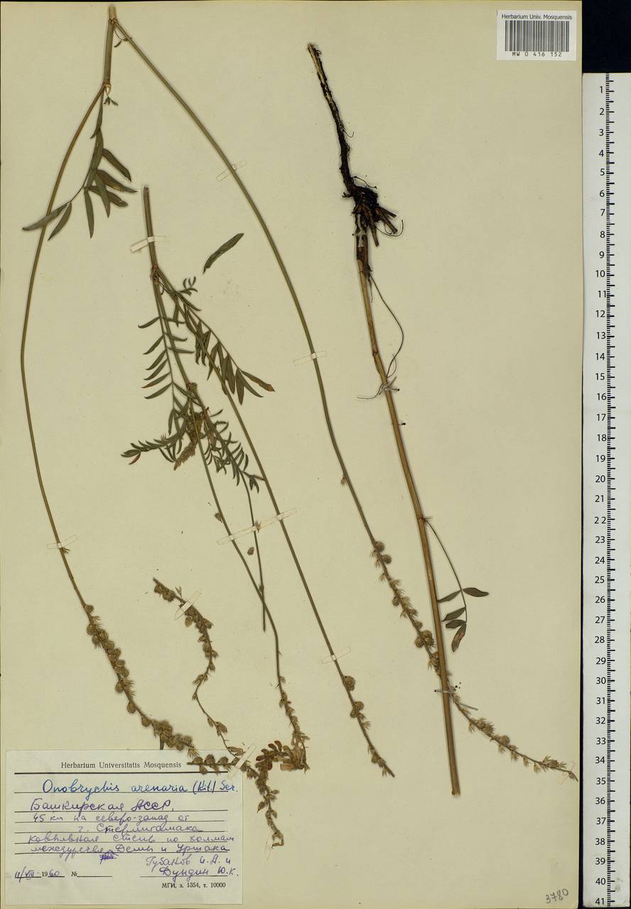 Onobrychis arenaria (Kit.)DC., Eastern Europe, Eastern region (E10) (Russia)