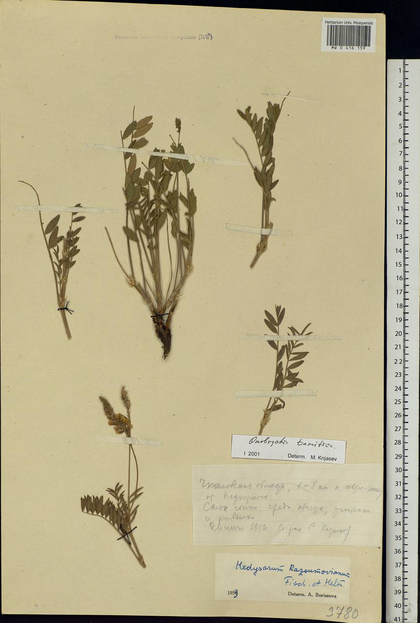 Onobrychis arenaria (Kit.)DC., Eastern Europe, Eastern region (E10) (Russia)