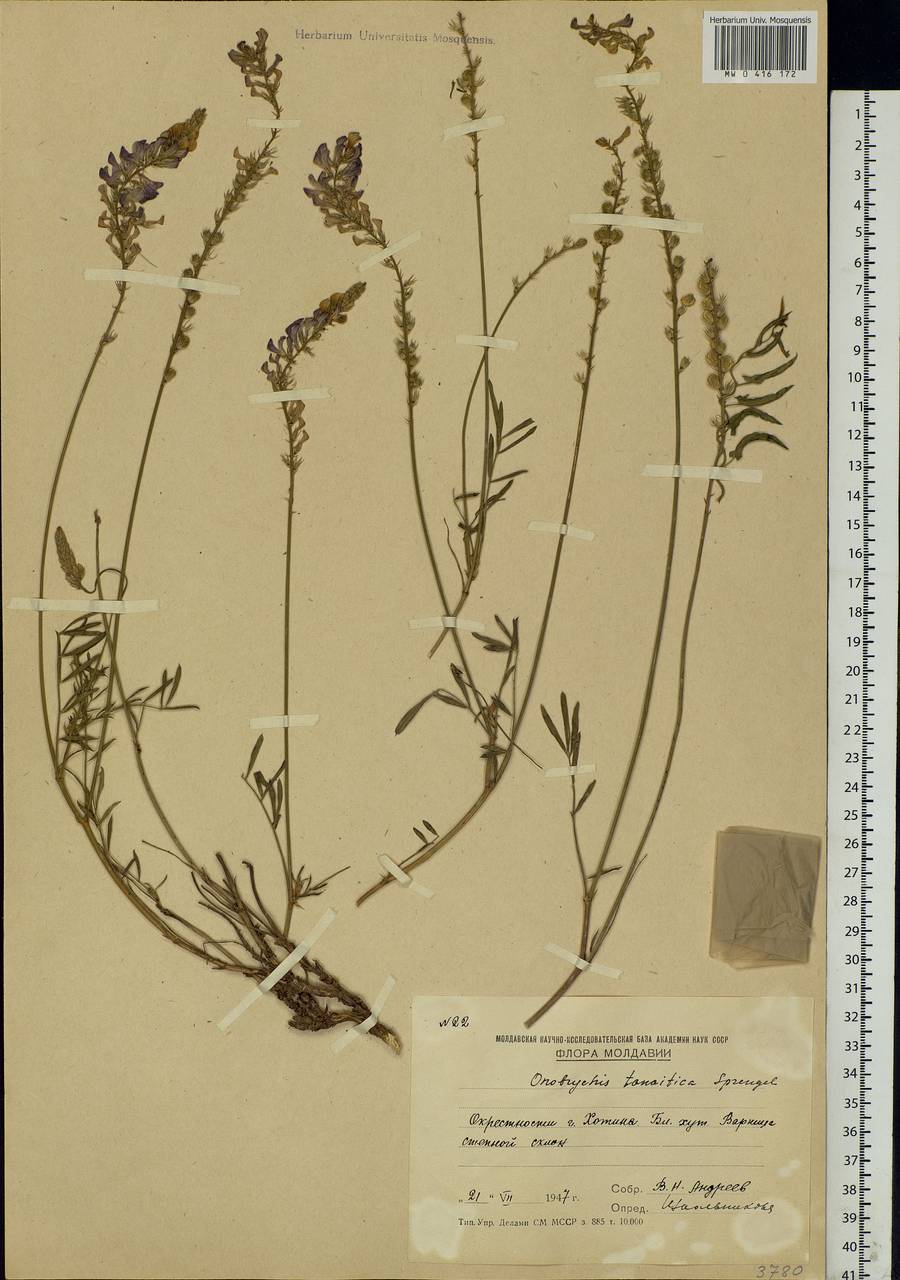 Onobrychis arenaria (Kit.)DC., Eastern Europe, Moldova (E13a) (Moldova)