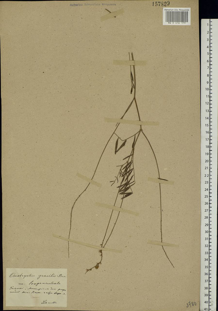 Onobrychis gracilis Besser, Eastern Europe, South Ukrainian region (E12) (Ukraine)