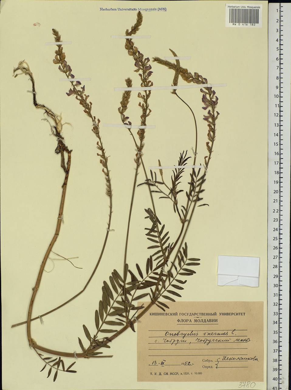 Onobrychis inermis Steven, Eastern Europe, Moldova (E13a) (Moldova)
