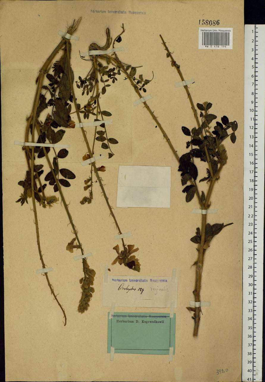 Onobrychis vaginalis C.A.Mey., Eastern Europe (no precise locality) (E0) (Not classified)