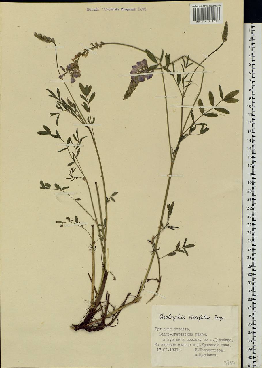 Onobrychis viciifolia Scop., Eastern Europe, Central region (E4) (Russia)