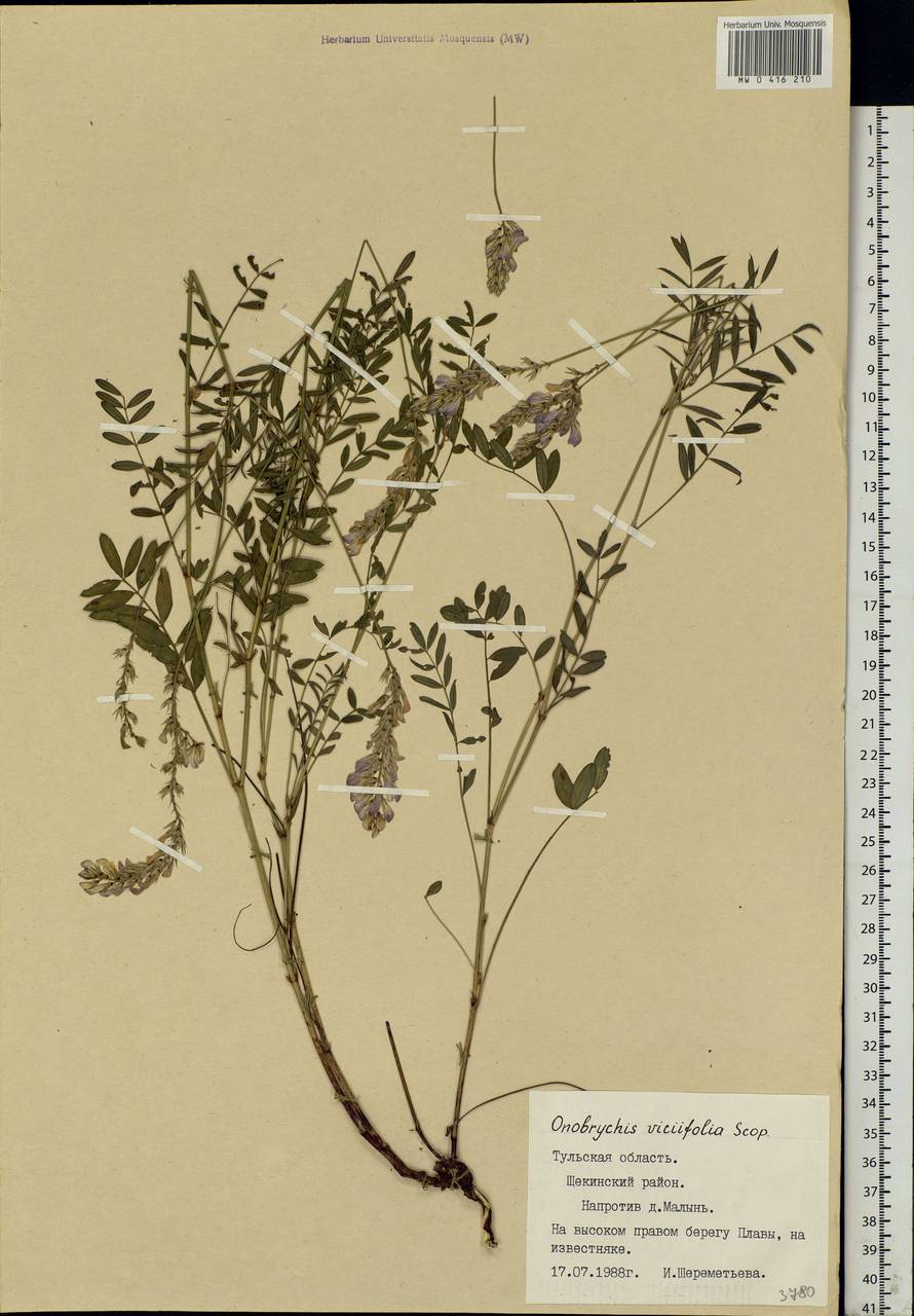 Onobrychis viciifolia Scop., Eastern Europe, Central region (E4) (Russia)