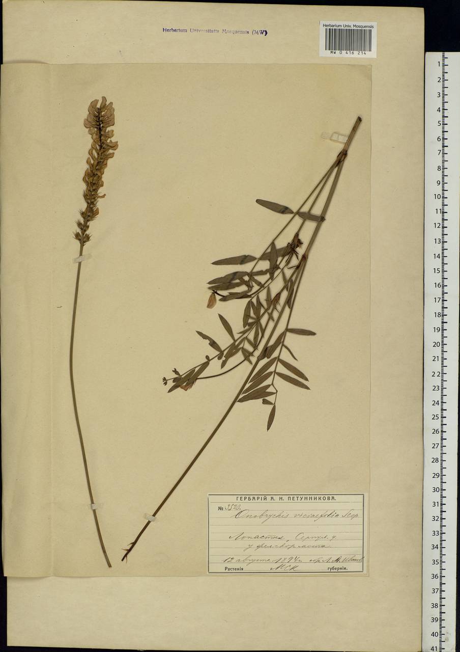 Onobrychis viciifolia Scop., Eastern Europe, Moscow region (E4a) (Russia)