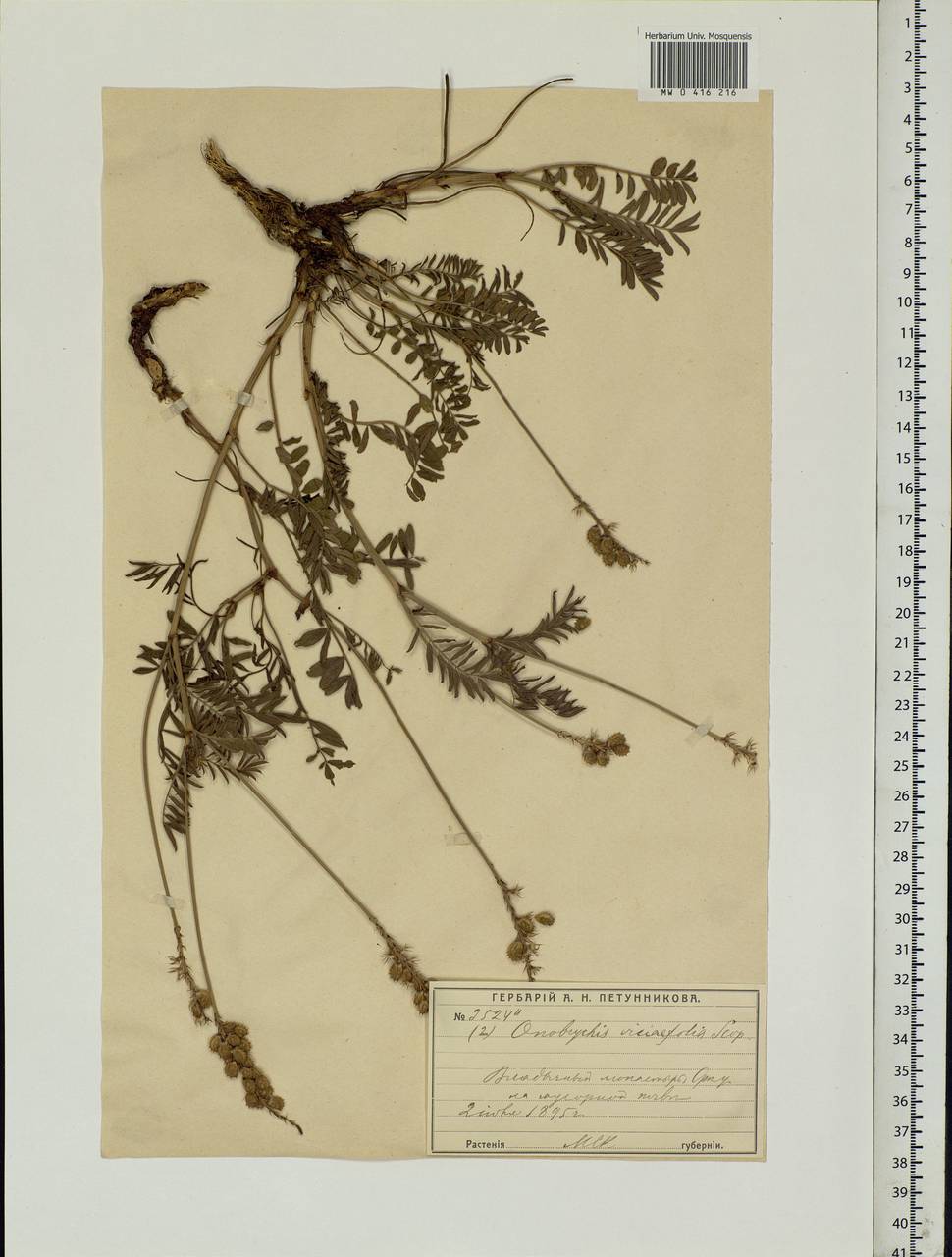 Onobrychis viciifolia Scop., Eastern Europe, Moscow region (E4a) (Russia)