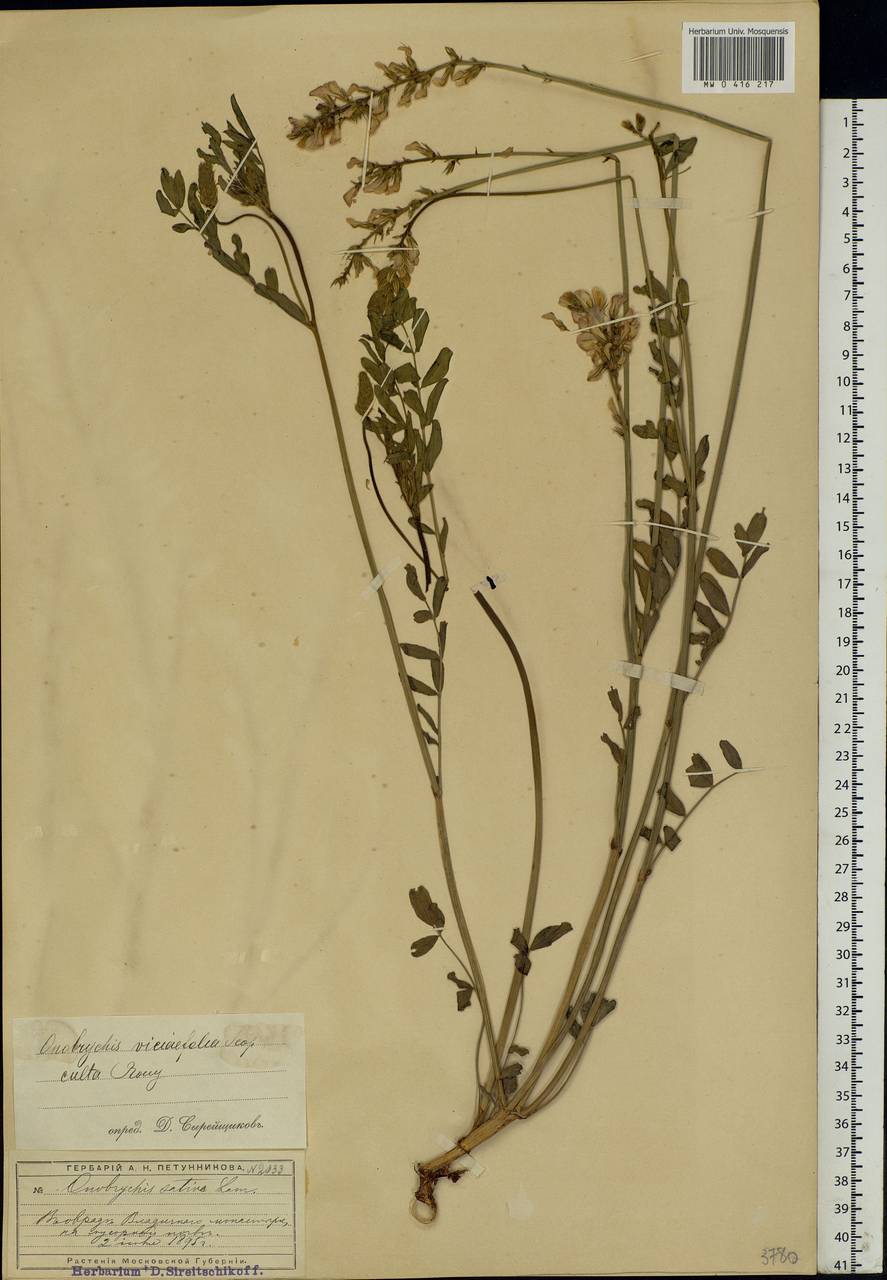 Onobrychis viciifolia Scop., Eastern Europe, Moscow region (E4a) (Russia)