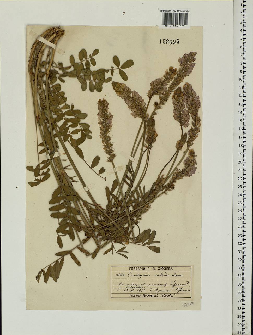 Onobrychis viciifolia Scop., Eastern Europe, Moscow region (E4a) (Russia)