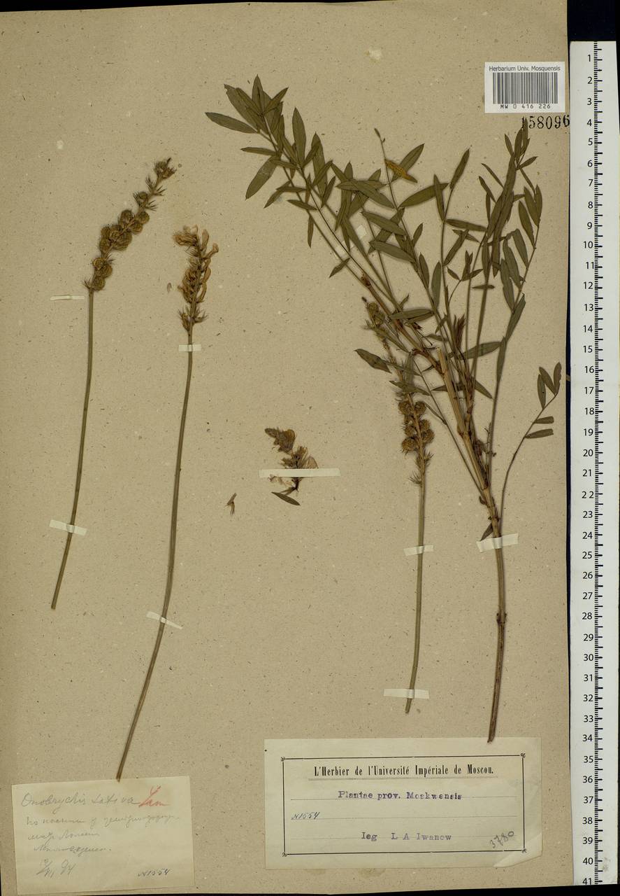 Onobrychis viciifolia Scop., Eastern Europe, Moscow region (E4a) (Russia)