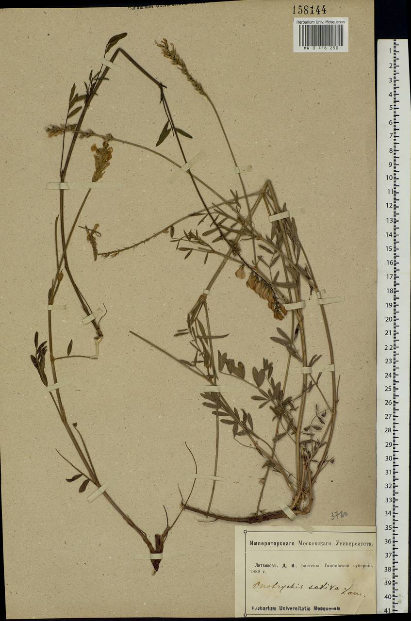 Onobrychis viciifolia Scop., Eastern Europe, Central forest-and-steppe region (E6) (Russia)