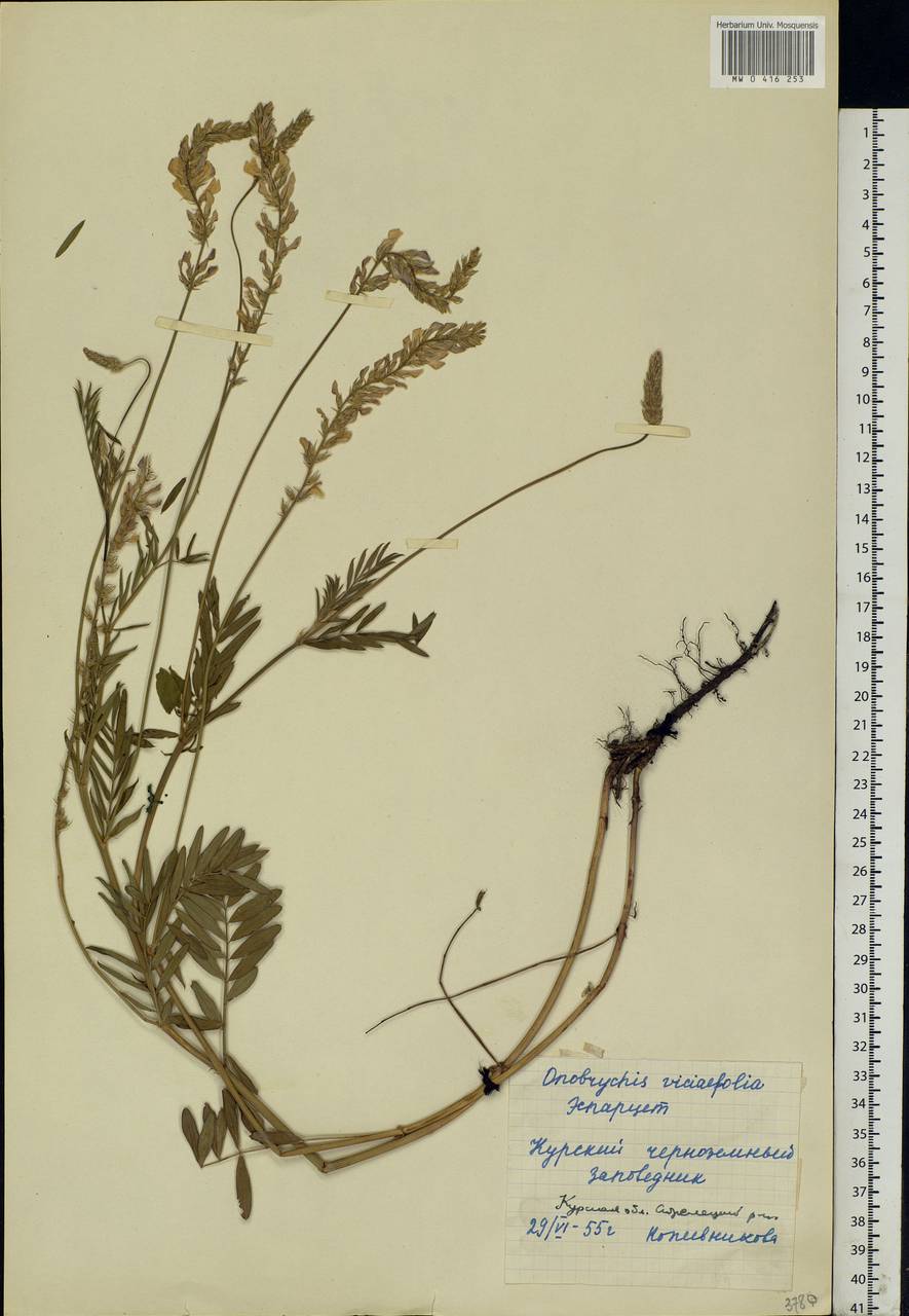 Onobrychis viciifolia Scop., Eastern Europe, Central forest-and-steppe region (E6) (Russia)