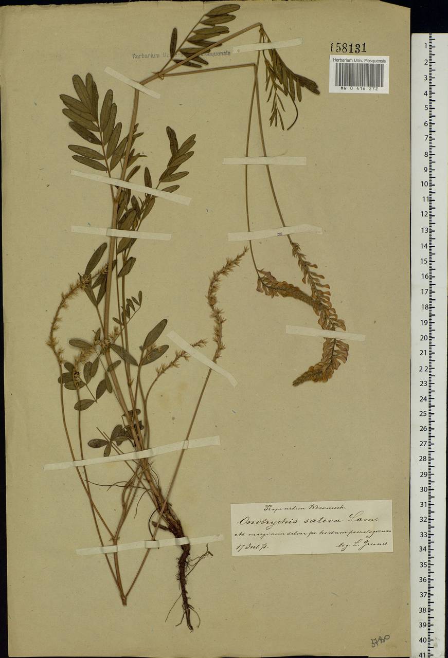 Onobrychis viciifolia Scop., Eastern Europe, Central forest-and-steppe region (E6) (Russia)