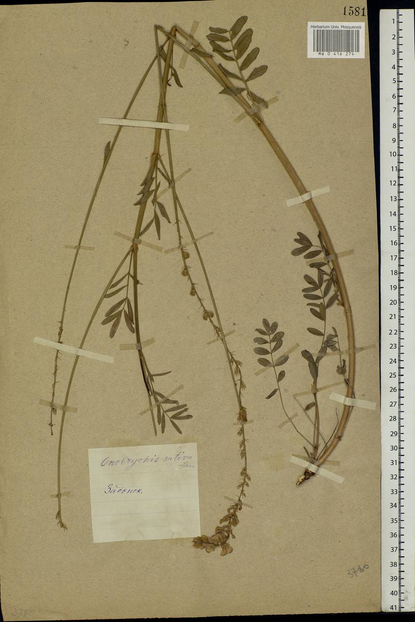 Onobrychis viciifolia Scop., Eastern Europe, Central forest-and-steppe region (E6) (Russia)