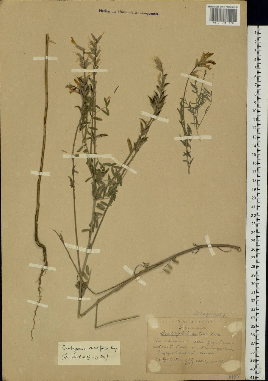 Onobrychis viciifolia Scop., Eastern Europe, Central forest-and-steppe region (E6) (Russia)