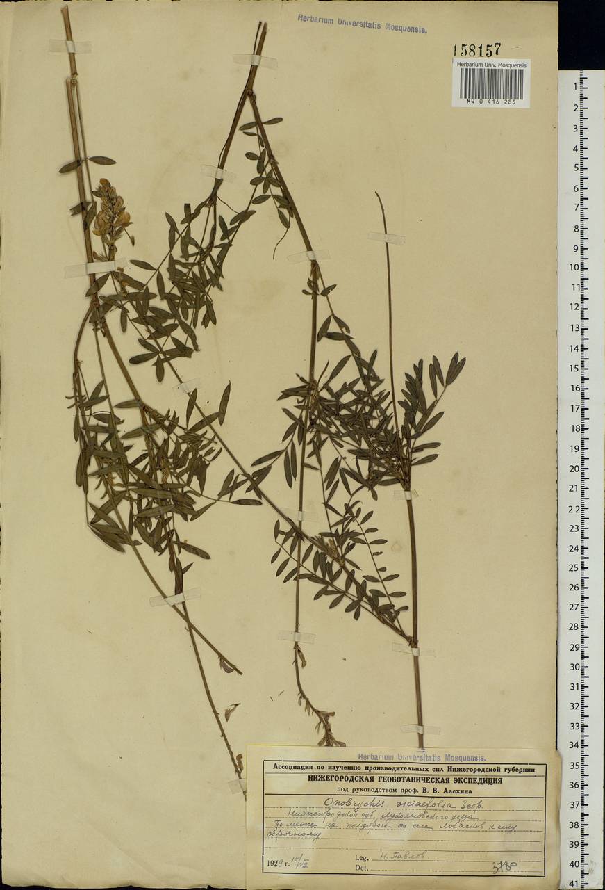 Onobrychis viciifolia Scop., Eastern Europe, Middle Volga region (E8) (Russia)