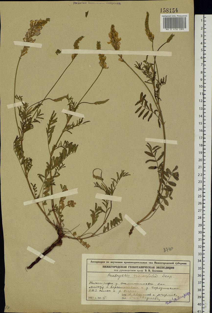 Onobrychis viciifolia Scop., Eastern Europe, Volga-Kama region (E7) (Russia)