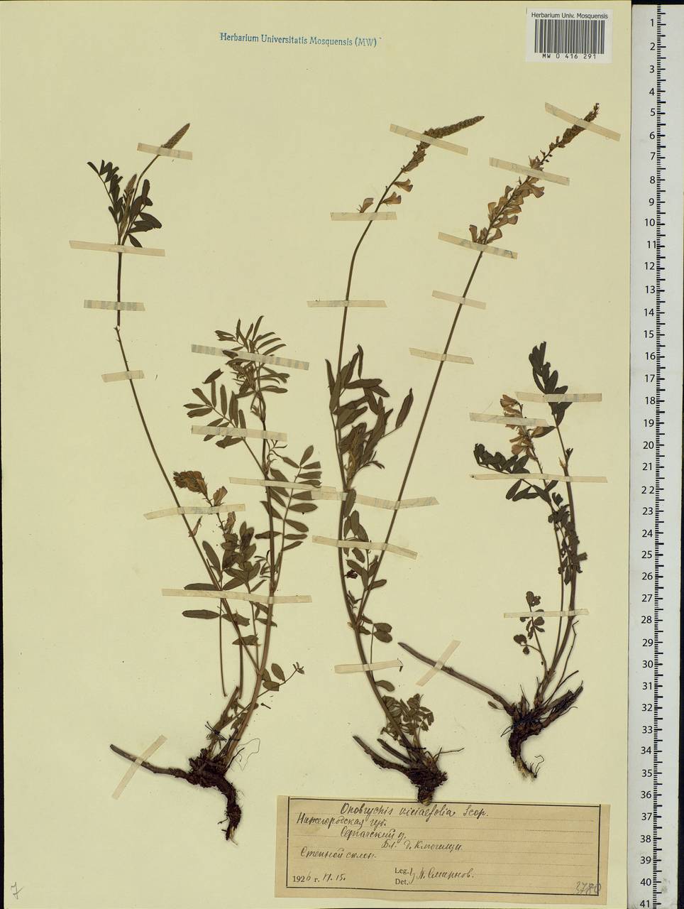 Onobrychis viciifolia Scop., Eastern Europe, Volga-Kama region (E7) (Russia)
