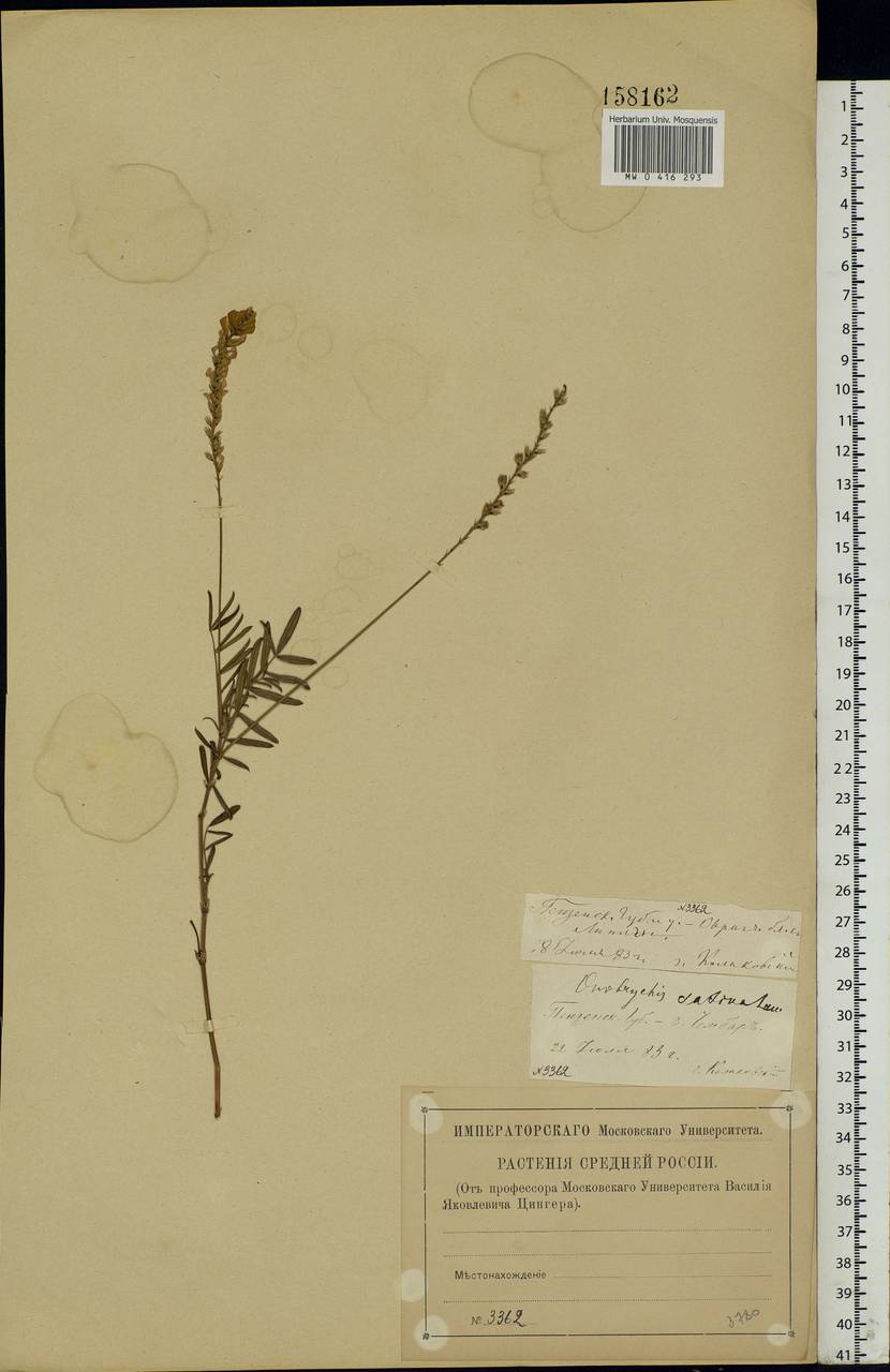 Onobrychis viciifolia Scop., Eastern Europe, Middle Volga region (E8) (Russia)